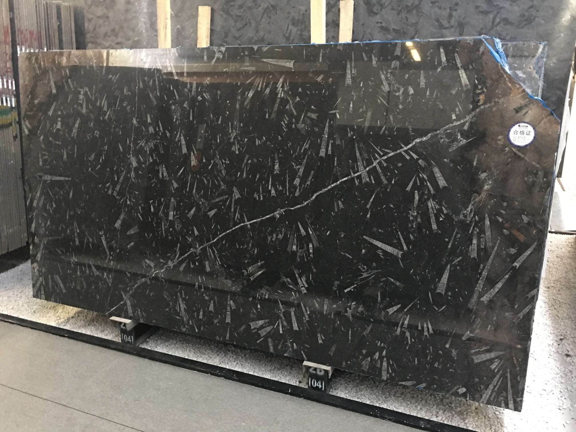 Underwater World Fossil Marble Slab