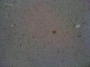 Gold Mocas Marble Polished Slabs - Image 2